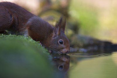 Eekhoorn / Squirrel (Boshut Arjan Troost)