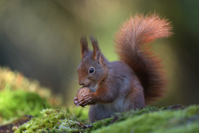 Eekhoorn / Squirrel (Boshut Arjan Troost)