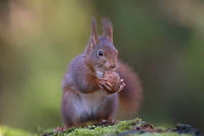 Eekhoorn / Squirrel (Boshut Arjan Troost)