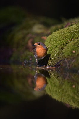 Roodborst / European Robin (Boshut Arjan Troost)