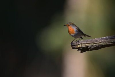 Roodborst / European Robin (Boshut Arjan Troost)