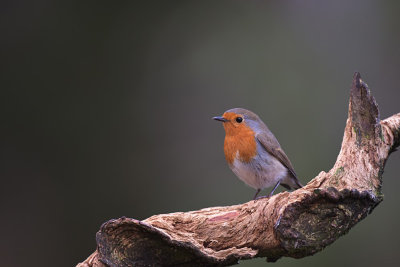 Roodborst / European Robin (Boshut Arjan Troost)