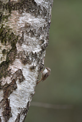 Boomkruiper / Short-toed Treecreeper (Boshut Arjan Troost)