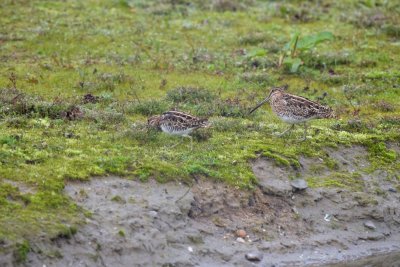 Watersnip / Common Snipe /de Oelemars