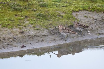 Watersnip / Common Snipe (de Oelemars)