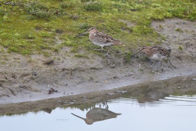 Watersnip / Common Snipe /de Oelemars