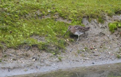 Watersnip / Common Snipe (de Oelemars)