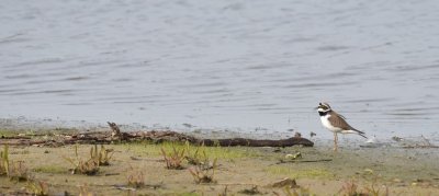 Kleine Plevier / Little Ringed Plover (de Oelemars)