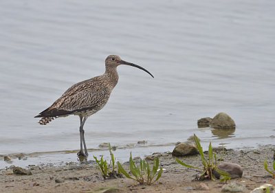 Wulp / Eurasian Curlew (de Oelemars)