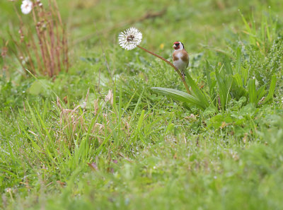 Putter / European Goldfinch (de Oelemars)