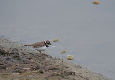 Kleine Plevier / Little Ringed Plover (de Oelemars)