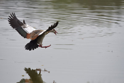 Nijlgans / Egyptian Goose (de Oelemars)