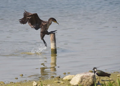 Aalscholver / Great Cormorant (de Oelemars)
