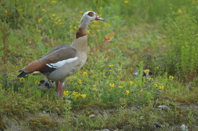 Nijlgans / Egyptian Goose (de Oelemars)