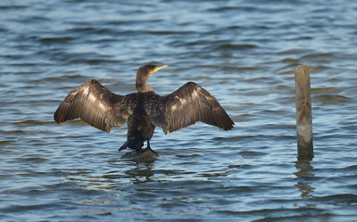 Aalscholver / Great Cormorant (de Oelemars)