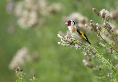 Putter / European Goldfinch (de Oelemars)