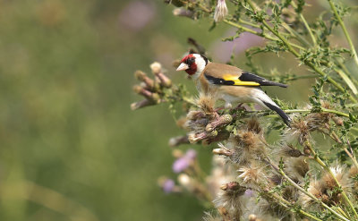 Putter / European Goldfinch (de Oelemars)