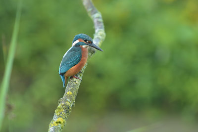 IJsvogel / Common Kingfisher (de Oelemars)