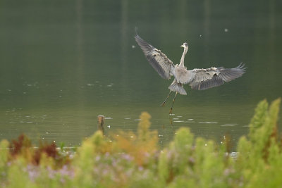 Blauwe Reiger / Grey Heron (de Oelemars)