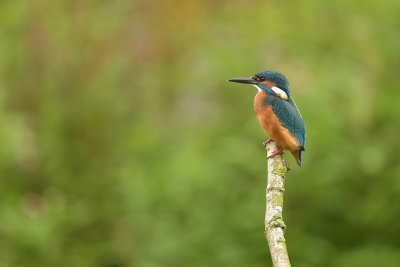 IJsvogel / Common Kingfisher (de Oelemars)