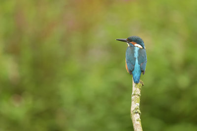 IJsvogel / Common Kingfisher (de Oelemars)