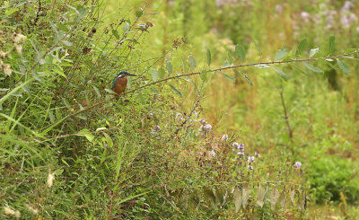 IJsvogel / Common Kingfisher (de Oelemars)