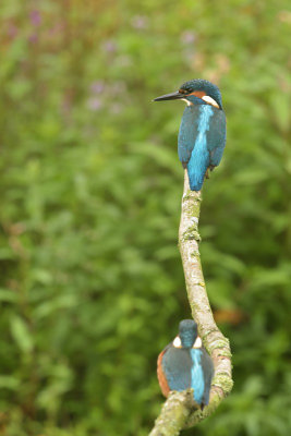 IJsvogel / Common Kingfisher (de Oelemars)