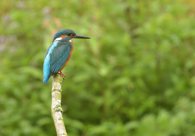 IJsvogel / Common Kingfisher (de Oelemars)