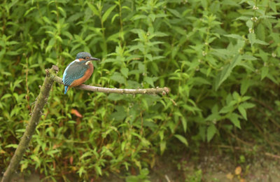 IJsvogel / Common Kingfisher (de Oelemars)