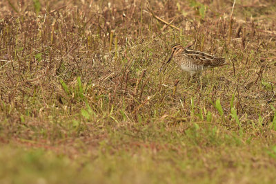 Watersnip / Common Snipe (de Oelemars)