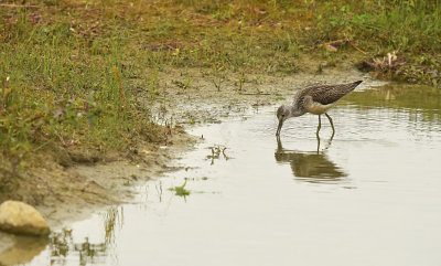 Groenpoot Ruiter / Common Greenshank