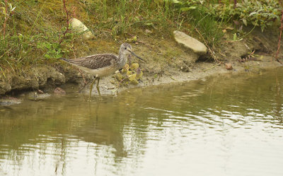 Groenpoot Ruiter / Common Greenshank (de Oelemars)