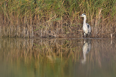 Blauwe Reiger / Grey Heron (Ouddorp)