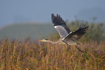 Blauwe Reiger / Grey Heron (Ouddorp)