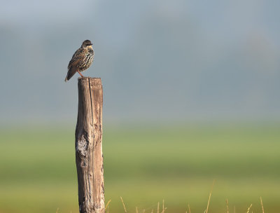 Spreeuw / Common Starling (Ouddorp)