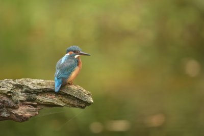 IJsvogel / Common Kingfisher (Rijssen -  Hut Arjan Troost)