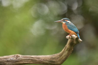 IJsvogel / Common Kingfisher (Rijssen -  Hut Arjan Troost)