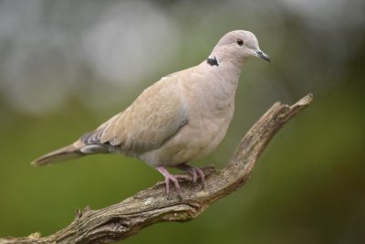 Tortelduif / Eurasian Collared Dove (Rijssen - Hut Arjan Troost)