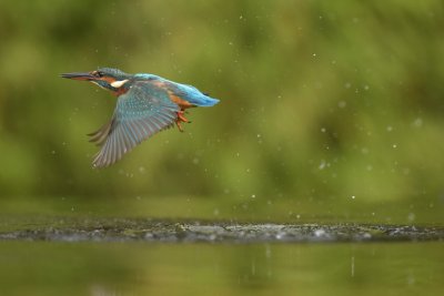 IJsvogel / Common Kingfisher (Rijssen -  Hut Arjan Troost)