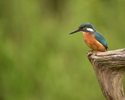 IJsvogel / Common Kingfisher (Rijssen -  Hut Arjan Troost)