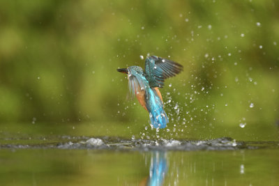 IJsvogel / Common Kingfisher (Rijssen -  Hut Arjan Troost)