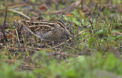 Watersnip / Common Snipe (de Oelemars - Losser)