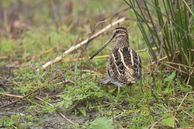 Watersnip / Common Snipe (de Oelemars - Losser)