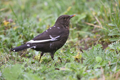 Merel / Common Blackbird (de Oelemars)