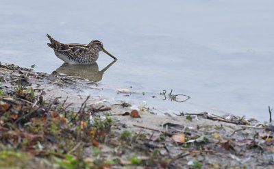 Watersnip / Common Snipe (de Oelemars)