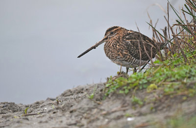 Watersnip / Common Snipe (de Oelemars)