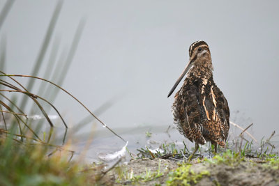 Watersnip / Common Snipe (de Oelemars)