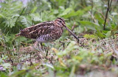 Watersnip / Common Snipe (de Oelemars)