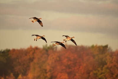 Kolgans / Greater White-fronted Goose (de Oelemars)