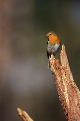 Roodborst / European Robin (Rijssen)